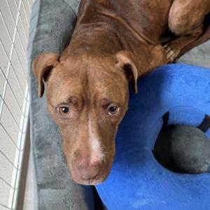 Addie, Mixed Breed, young, available for adoption
