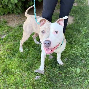 Bentley, Mixed Breed, young, available for adoption
