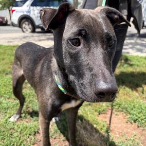 Arista, Terrier, young, available for adoption