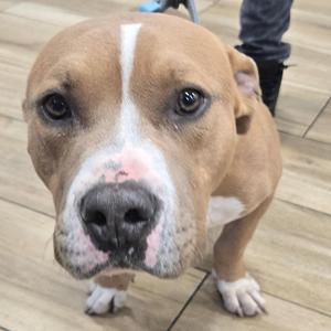 A close-up of a brown and white dog with a black nose and expressive eyes, standing on a wooden floor.