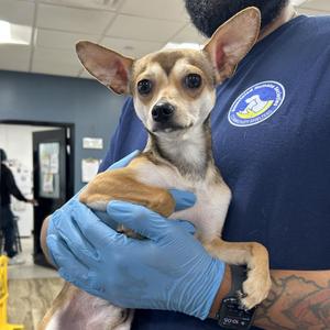 Bambii, Chihuahua / Mixed Breed, adult, available for adoption