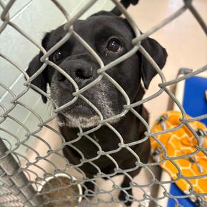 bear, Black Labrador Retriever, puppy, available for adoption