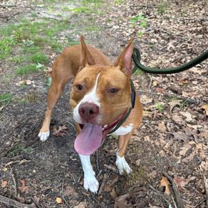 A brown and white dog with a pink tongue sticking out, standing on a leaf-covered ground with a green leash attached to its collar.