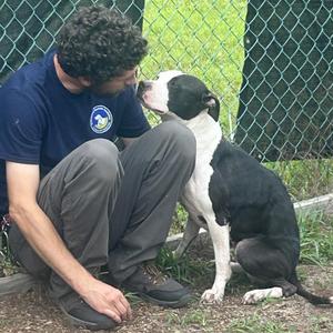 Bossy, Pit Bull Terrier, adult, available for adoption