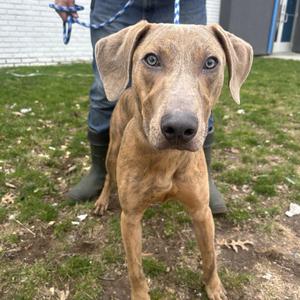 A brown dog with floppy ears and a black nose stands on grass, looking directly at the camera. A person in blue jeans and green boots is partially visible behind the dog, holding a leash.