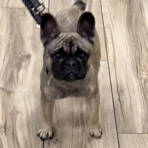 Autumn, French Bulldog, adult, available for adoption