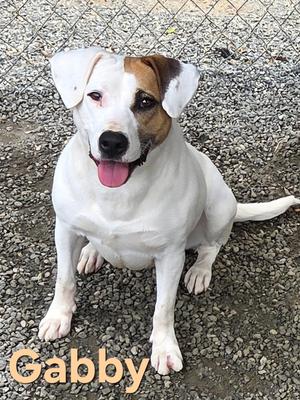 Gabby, Terrier, adult, available for adoption