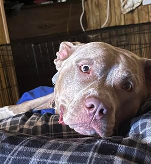Bella (Courtesy Post), Staffordshire Bull Terrier, young, available for adoption