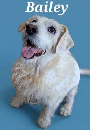 A white dog with long fur and floppy ears, sitting on a blue background. The dog's mouth is open, showing its tongue, and it appears to be smiling. The name 'Bailey' is written in white text above the dog.
