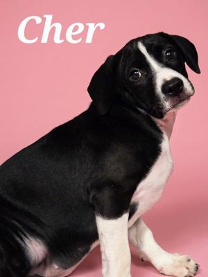 Cher, Boxer / Labrador Retriever, puppy, available for adoption