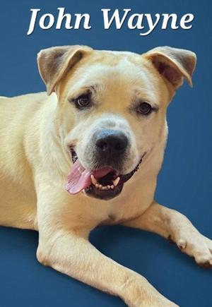 John Wayne, Terrier, adult, available for adoption