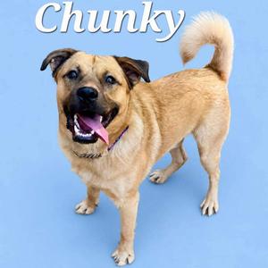 Chunky, Shepherd, young, available for adoption
