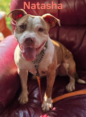 Natasha, Terrier, adult, available for adoption