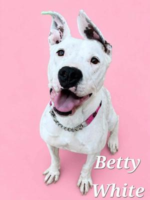Betty White, Terrier, adult, available for adoption