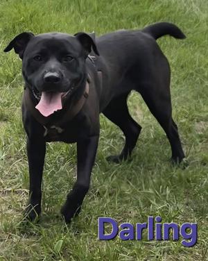 Darling, Labrador Retriever / Terrier, adult, available for adoption