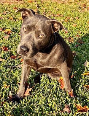 Coco (Courtesy Post), Pit Bull Terrier, adult, available for adoption
