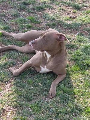 A brown dog lying on grass