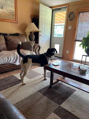 Groot (Courtesy Post), Pointer, adult, available for adoption