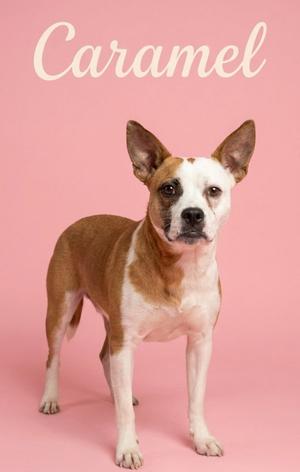 A brown and white dog standing on a pink background with the word "Caramel" written above it.