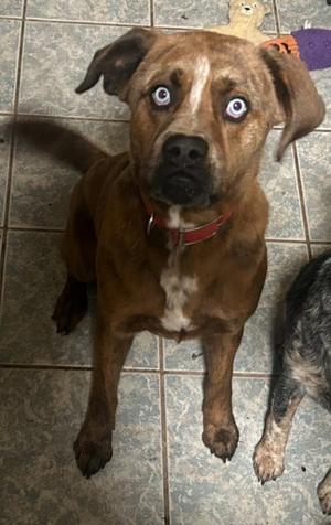 Gravy (Courtesy Post), Terrier, young, available for adoption