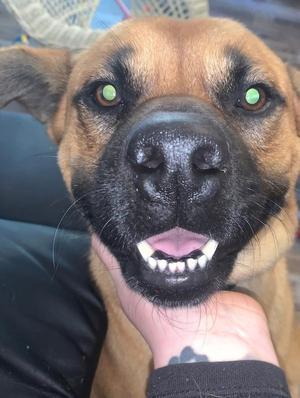 Duke (Courtesy Post), Terrier, adult, available for adoption