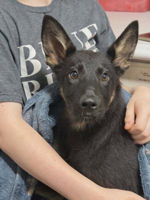 Eve, German Shepherd Dog, puppy, available for adoption