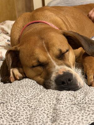 Nyla (Courtesy Post), Pit Bull Terrier / Boxer, adult, available for adoption