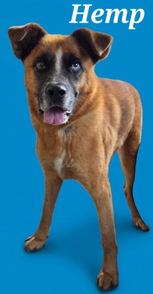 A brown dog with a black muzzle and blue eyes standing on a blue background. The word "Hemp" is written in white text at the top of the image.