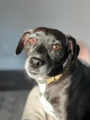 Jack (Courtesy Post), Rat Terrier, senior, available for adoption