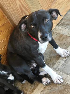Gemma, Labrador Retriever / Terrier, adult, available for adoption