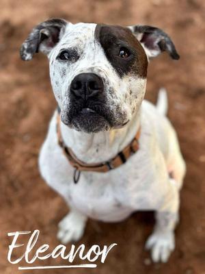 Eleanor, Pit Bull Terrier, adult, available for adoption