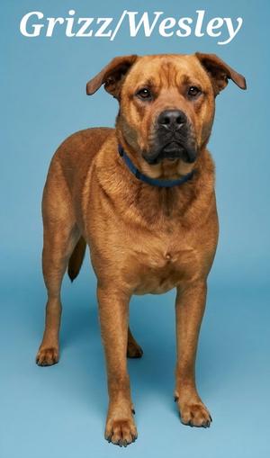 A brown dog with a blue collar standing against a blue background