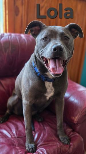 Lola (Tiana), Labrador Retriever, adult, available for adoption