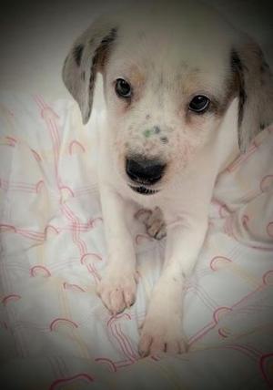 Columbus, Mixed Breed, young, available for adoption