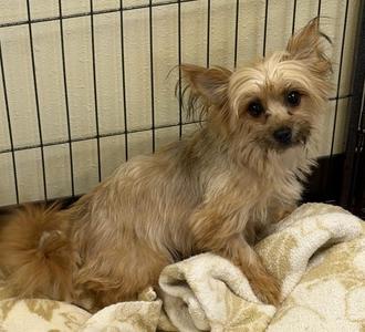 Carrie, Yorkshire Terrier, adult, available for adoption