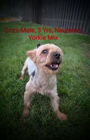Grizz, Yorkshire Terrier, adult, available for adoption