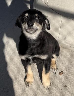 Chucky, Shepherd, puppy, available for adoption