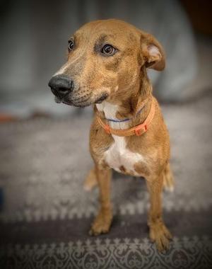 Trudy, Mixed Breed, young, available for adoption