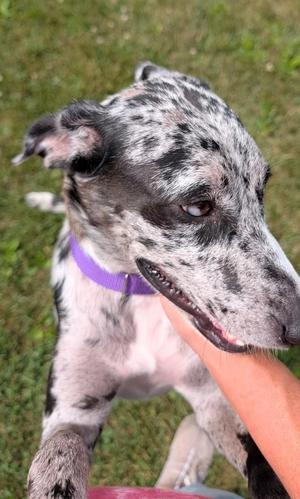 Luna, Catahoula Leopard Dog, adult, available for adoption