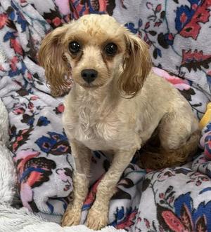 Coraline, Poodle, adult, available for adoption