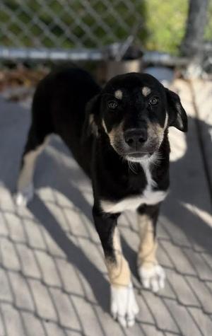 Cruella, Shepherd, young, available for adoption