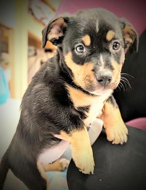 Magellan, Mixed Breed, young, available for adoption