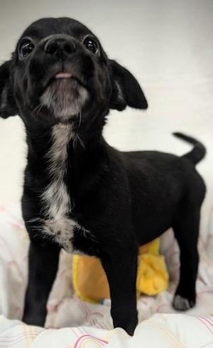 Gertrude, Mixed Breed, young, available for adoption
