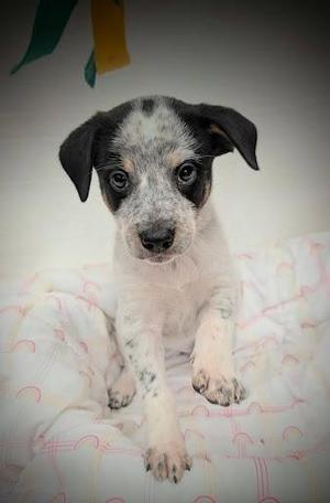 Amelia, Mixed Breed, young, available for adoption