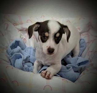 Bruiser, Chihuahua, young, available for adoption