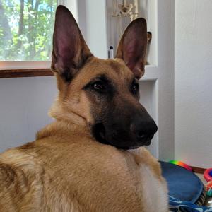 Lily, Shepherd, adult, available for adoption