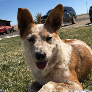 Chiquis, Cattle Dog, Australian (Red Heeler), adult, available for adoption