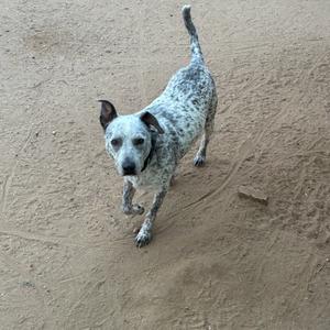 A spotted dog with a black collar standing on a sandy surface.