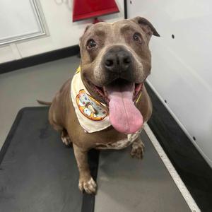 McGyver, Terrier, American Pit Bull, senior, available for adoption