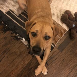 Lou, Retriever, Labrador, adult, available for adoption